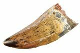 Serrated, Carcharodontosaurus Tooth - Real Dinosaur Tooth #276038-1